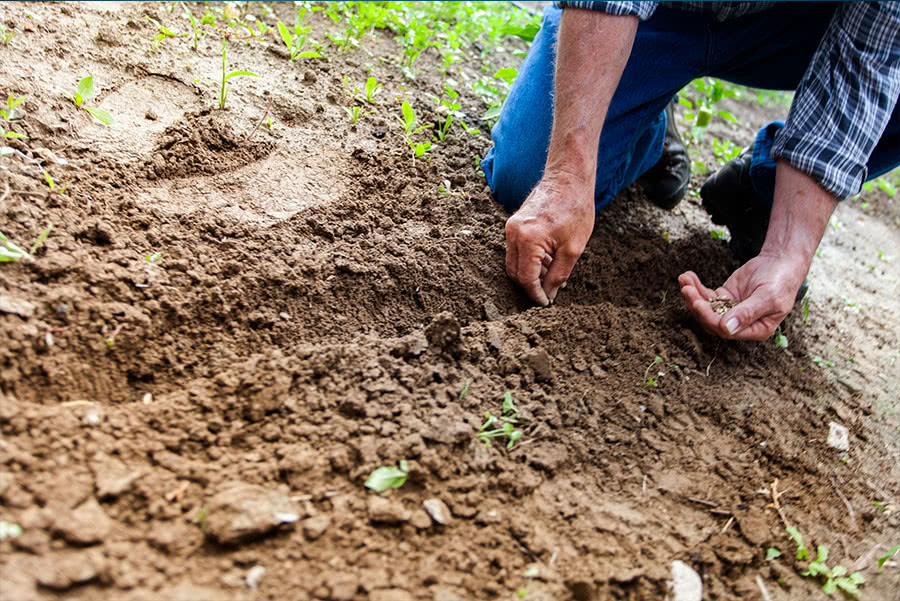 Agricultura